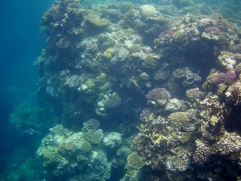 View of fish swimming underwater