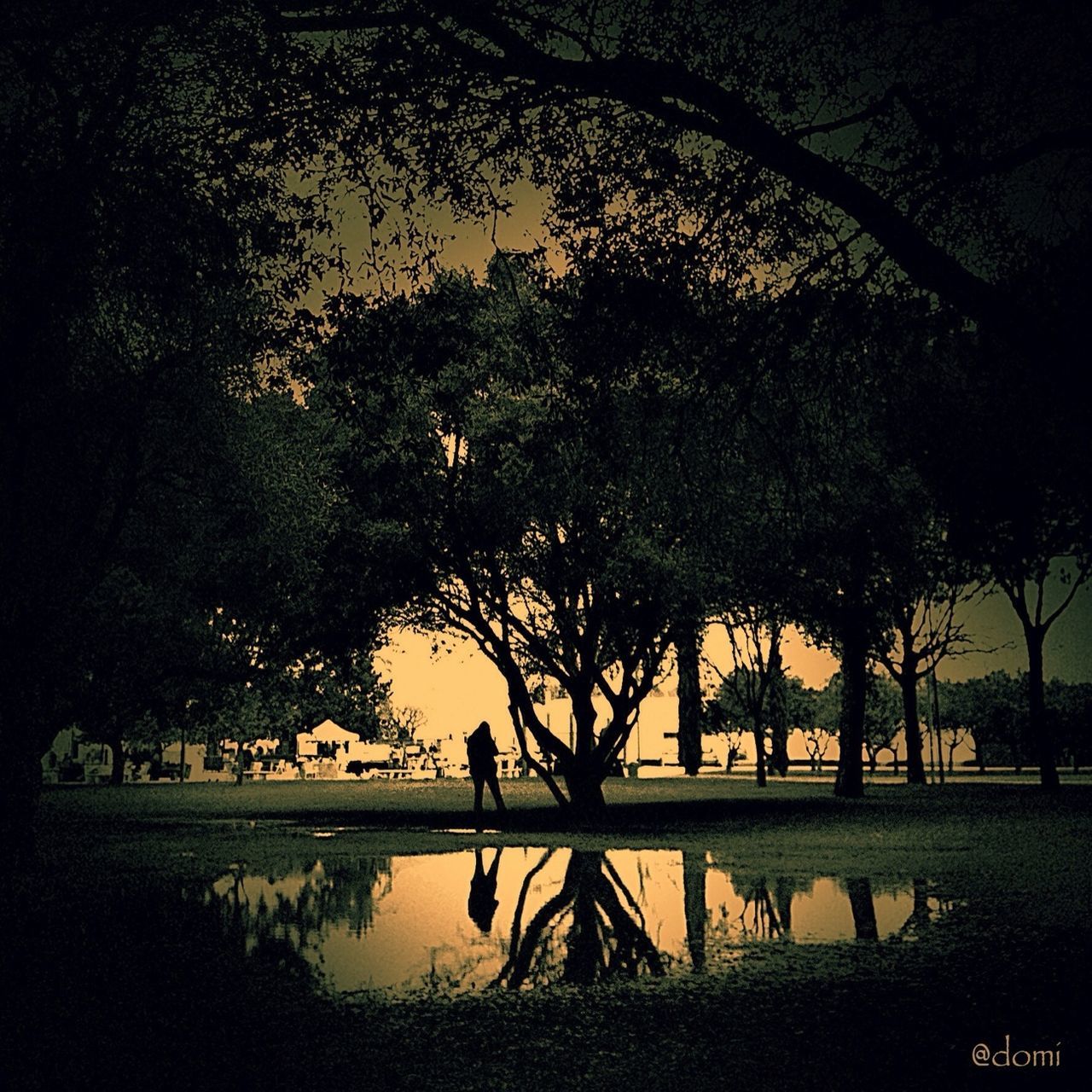 tree, water, tranquility, tranquil scene, lake, silhouette, nature, scenics, beauty in nature, reflection, branch, growth, grass, river, sky, idyllic, park - man made space, outdoors, sunset, lakeshore