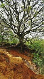 Close-up of tree on beach against sky