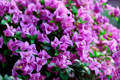 Bunch of the purple bougainvillea in the garden