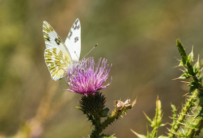 Close-up of butterfly pollinating on purple flower