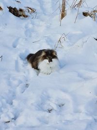 View of an animal on snow covered land