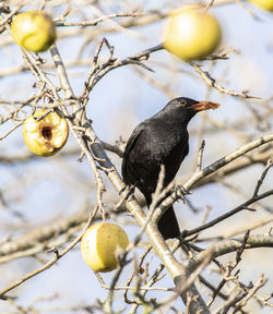 Bird perching on tree