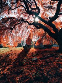 Close-up of tree during sunset