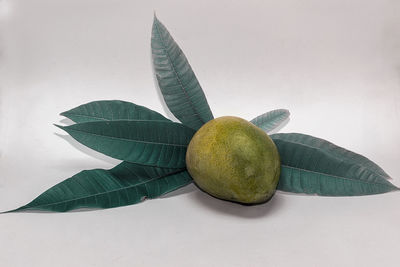 Close-up of mango fruits on table against white background