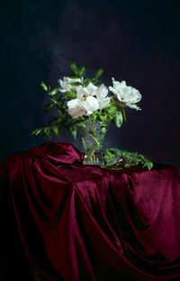 Close-up of white flowering plant against black background