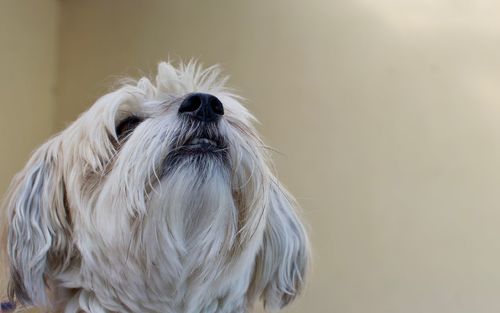 Close-up portrait of a dog