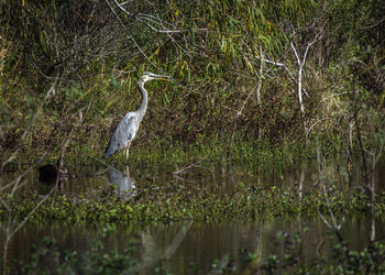 High angle view of gray heron on lake