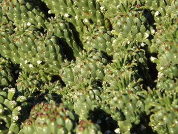 Full frame shot of fruit growing on plant