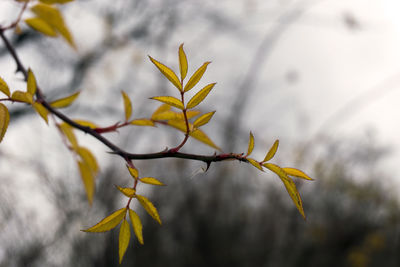 Close-up of plant against blurred background