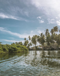 Scenic view of palm trees against sky