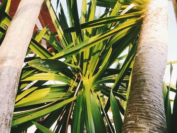 Low angle view of palm tree