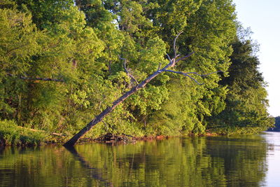 Reflection of trees in lake