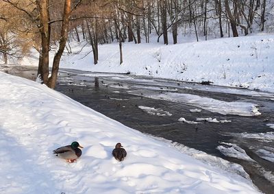 View of birds on snow covered landscape