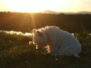 View of a dog on field during sunset