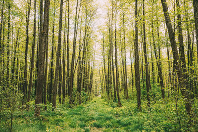 Trees in forest