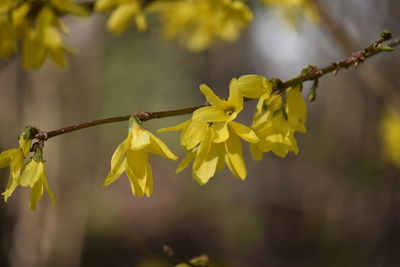 Close-up of yellow flowering plant