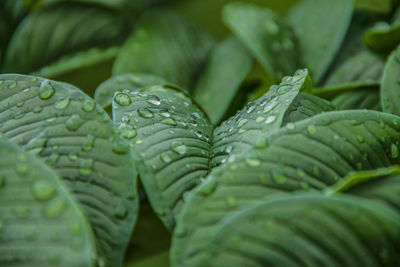 Nature green konjac leaves with raindrop background.