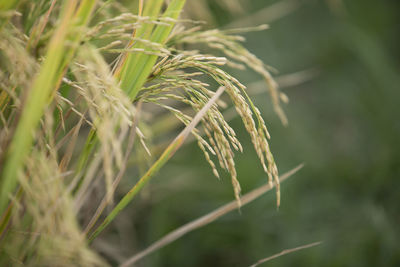 Close-up of crops growing on field