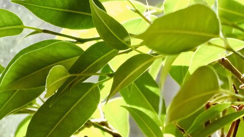 leaf