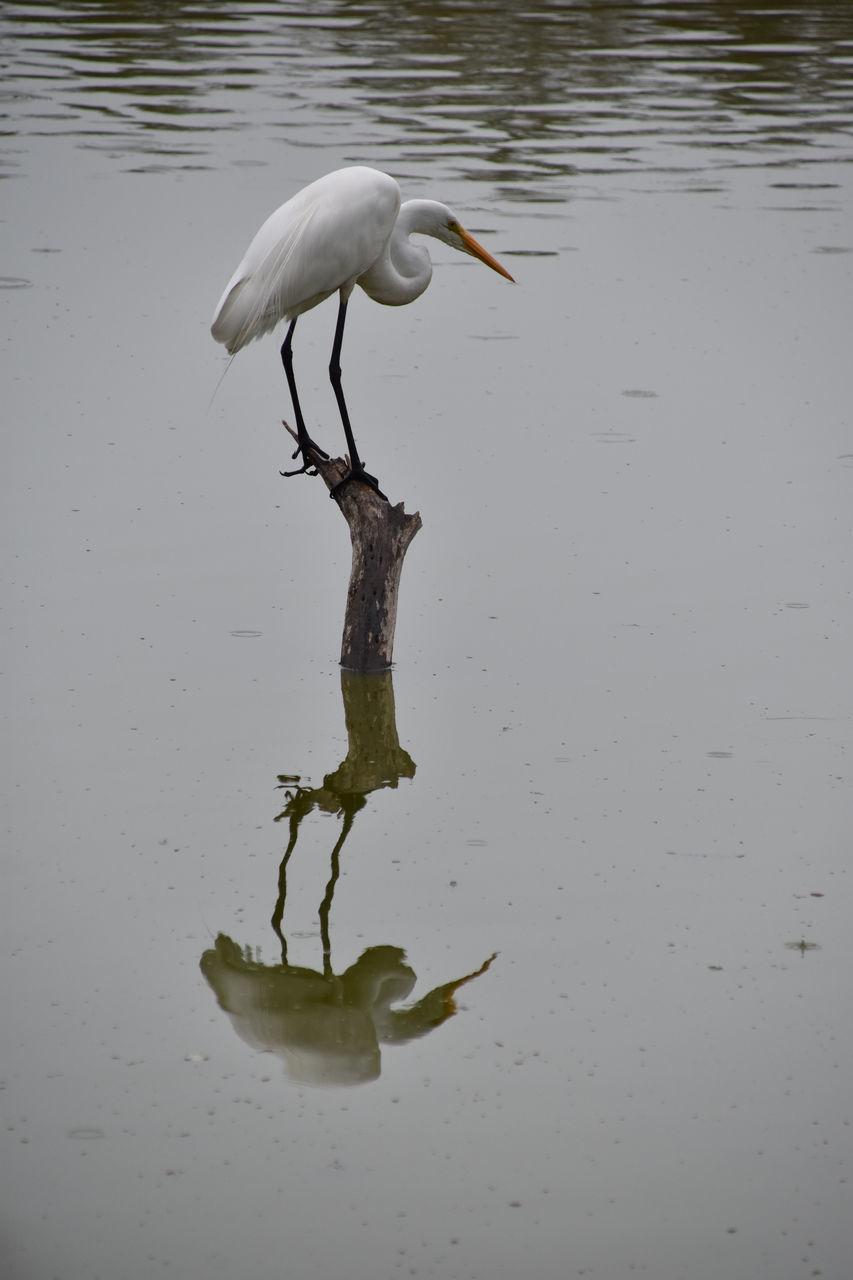 WHITE DUCK ON A LAKE