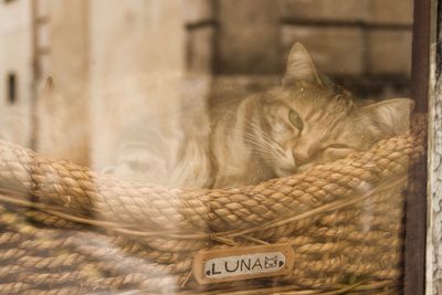 Portrait of cat relaxing on seat seen through window