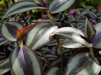 Close-up of flowering plant