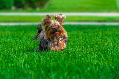 Dog running on grassy field