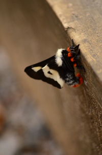 High angle view of butterfly