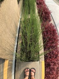 Low section of person standing by plant