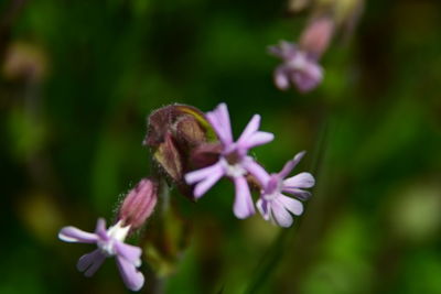 Close-up of bee on pink flower