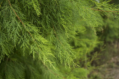 Close-up of fern