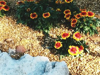 Close-up of yellow flowers blooming outdoors