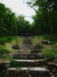 Footpath amidst trees in forest