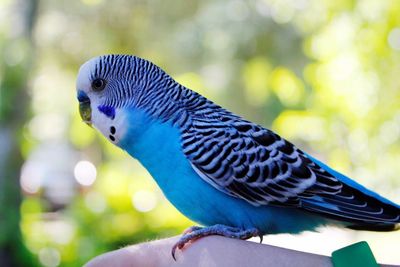 Close-up of parrot perching on leaf