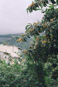 Plants by sea against sky