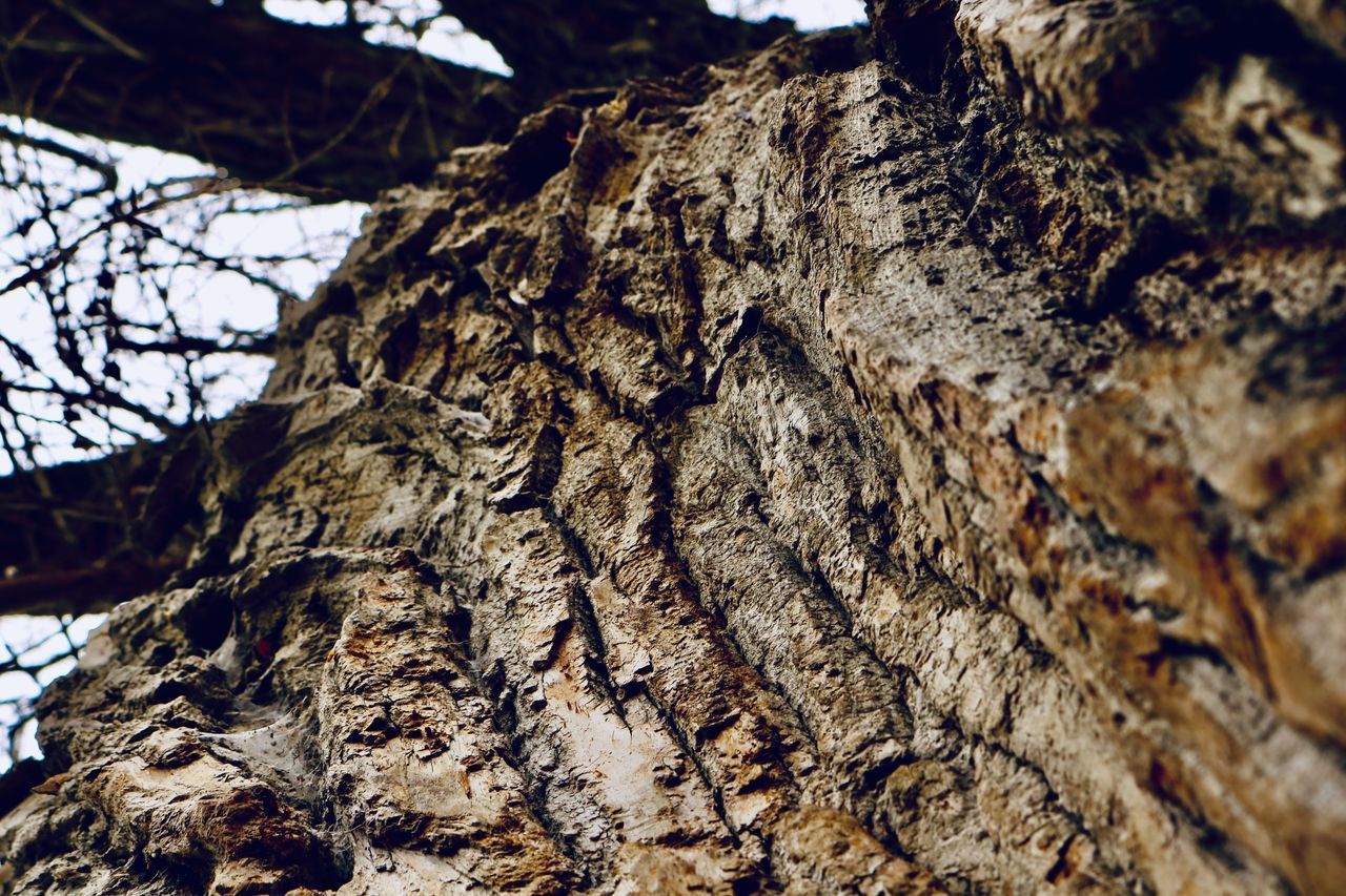 LOW ANGLE VIEW OF TREE BARK
