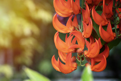 Close-up of red flowering plant