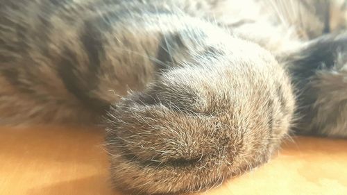 Close-up of dog sleeping