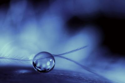 Macro shot of water drop of plant