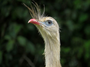 Close-up of bird