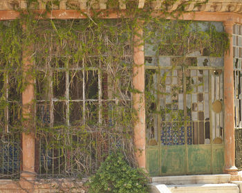 Trees and plants seen through window of old building