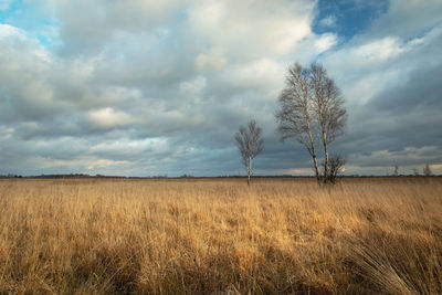 Scenic view of field against sky