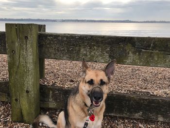 Portrait of dog on beach against sky