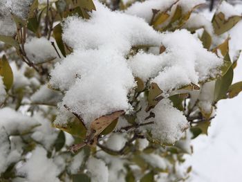 Close-up of snow covered tree