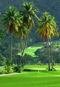 Palm trees on landscape against sky