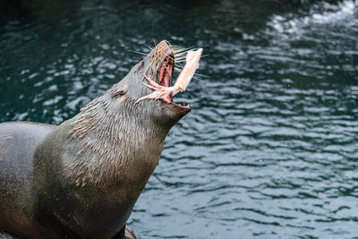 View of seal eating