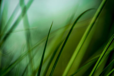 Close-up of grass