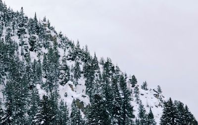 Low angle view of pine tree against sky