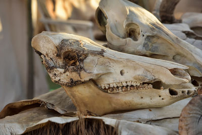 Close-up of animal skull